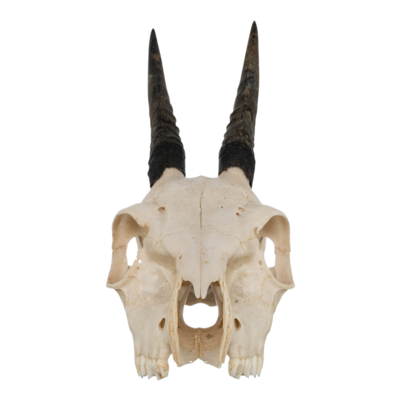 Real Common Duiker Skull