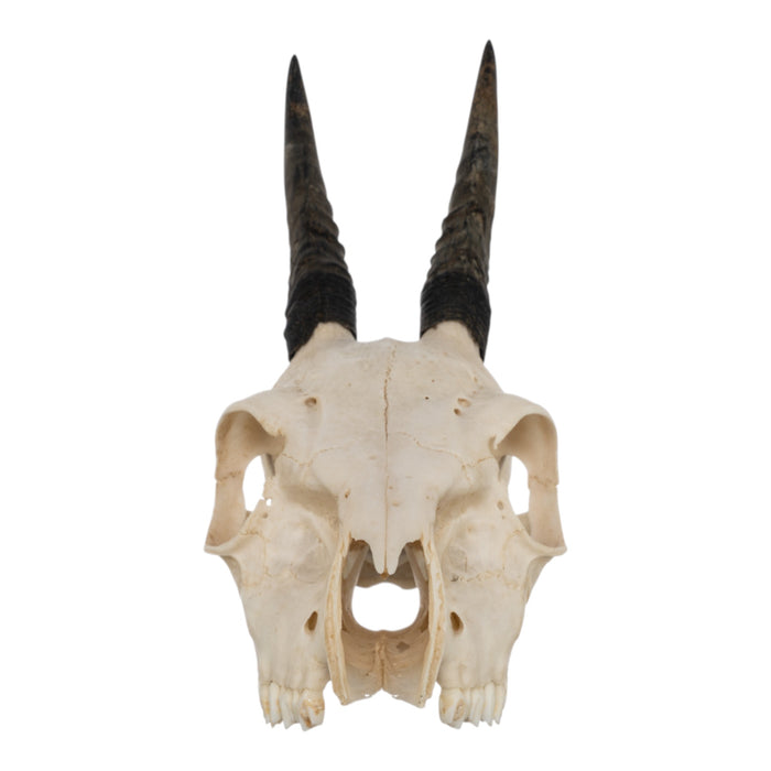 Real Common Duiker Skull