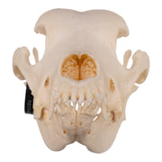 Real Domestic Dog Skull - Great Dane (Periodontal)
