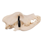 Real Domestic Dog Skull - Great Dane (Periodontal)