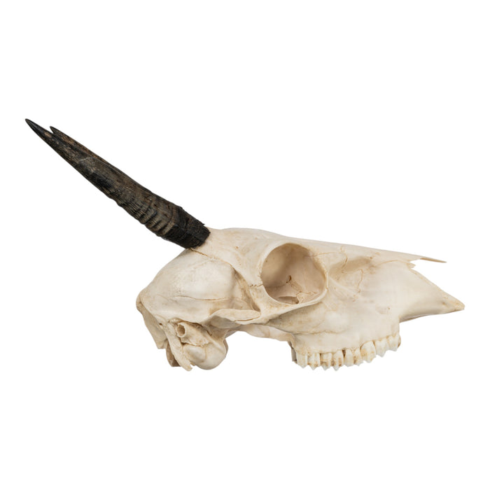Real Common Duiker Skull