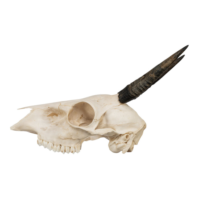 Real Common Duiker Skull