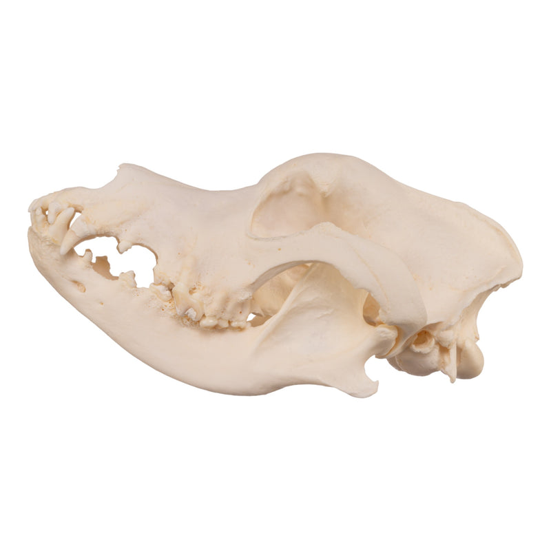 Real Domestic Dog Skull - Great Dane (Periodontal)