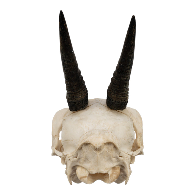 Real Common Duiker Skull