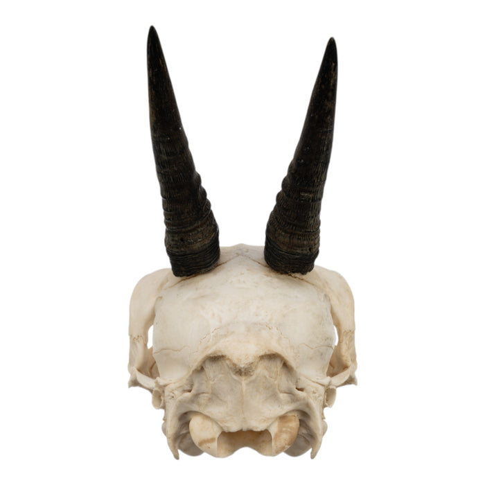 Real Common Duiker Skull