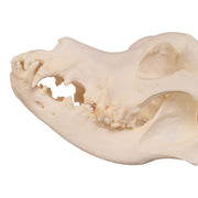 Real Domestic Dog Skull - Great Dane (Periodontal)