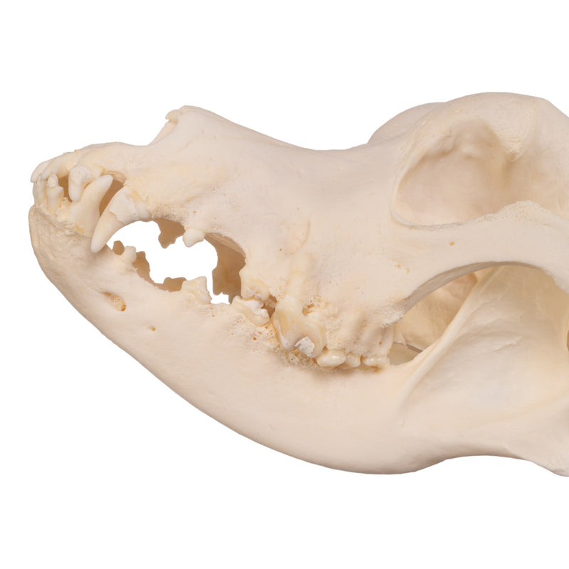 Real Domestic Dog Skull - Great Dane (Periodontal)