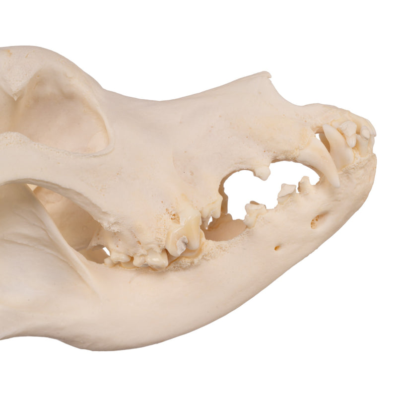 Real Domestic Dog Skull - Great Dane (Periodontal)
