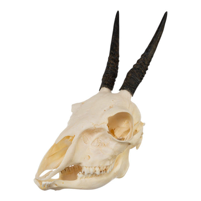 Real Common Duiker Skull with Jaw