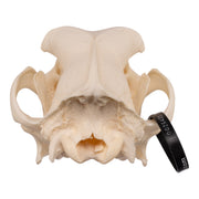 Real Domestic Dog Skull - Great Dane (Periodontal)
