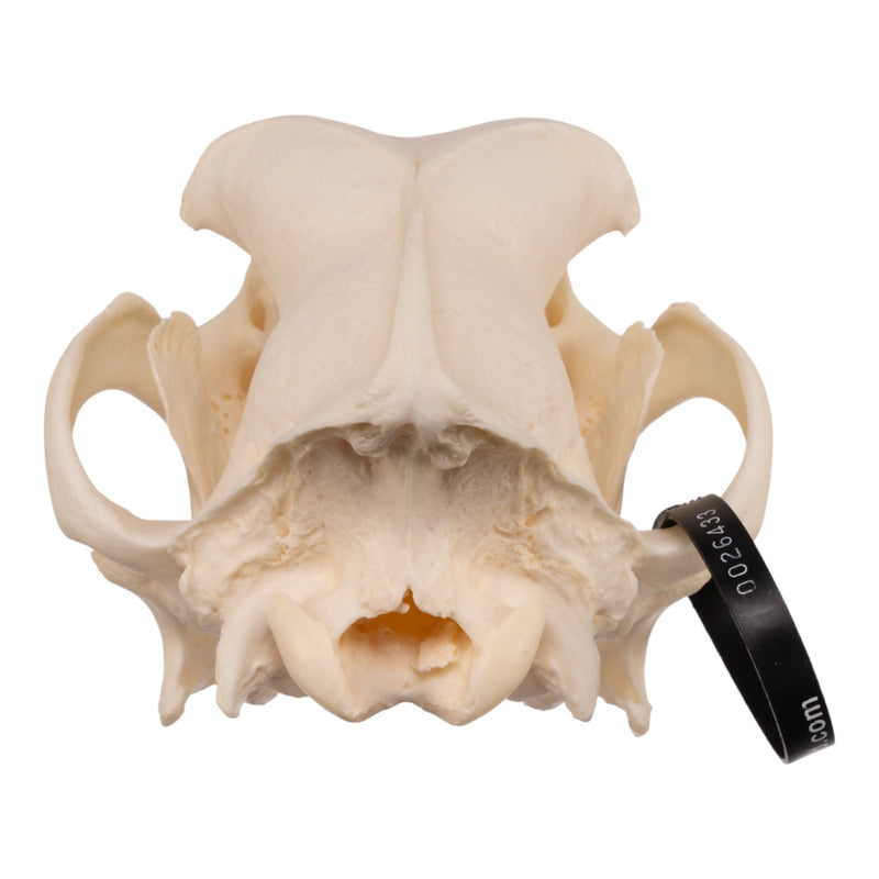 Real Domestic Dog Skull - Great Dane (Periodontal)