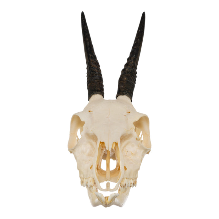 Real Common Duiker Skull with Jaw