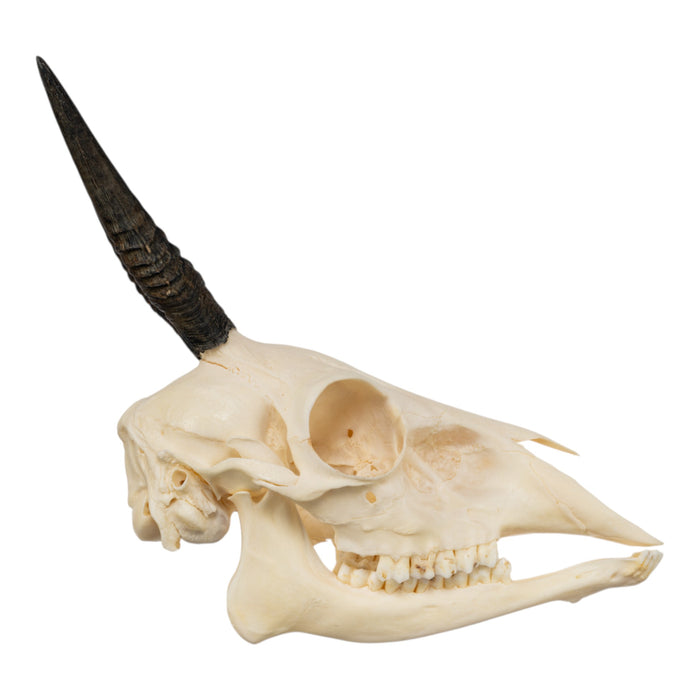 Real Common Duiker Skull with Jaw