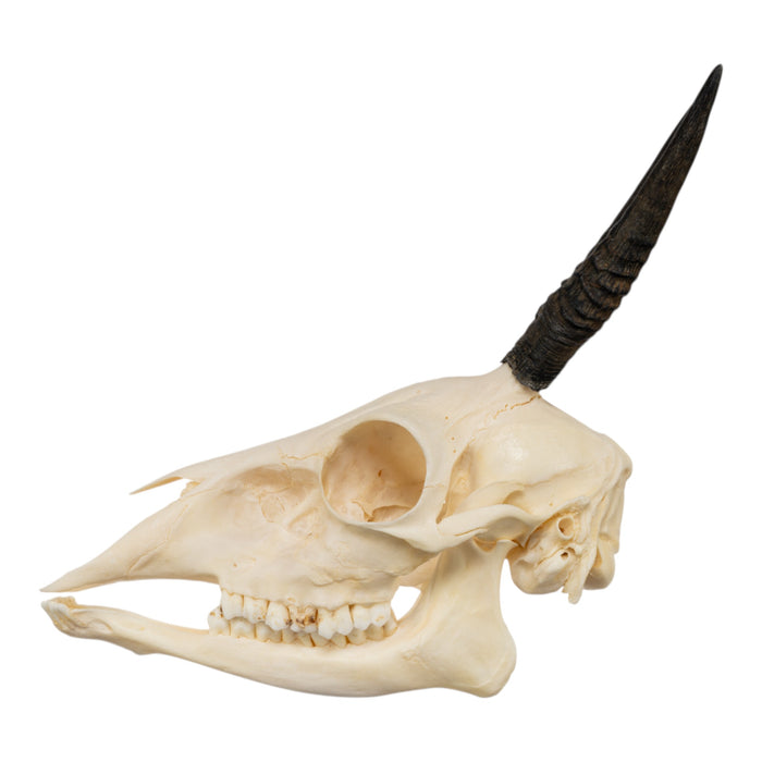 Real Common Duiker Skull with Jaw