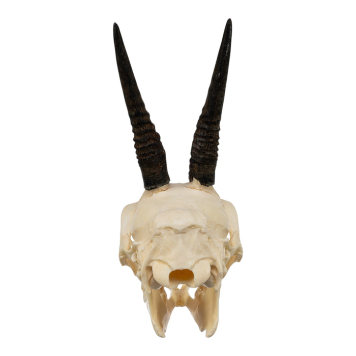 Real Common Duiker Skull with Jaw