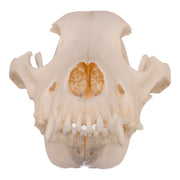 Real Domestic Dog Skull - Alaskan Malamute