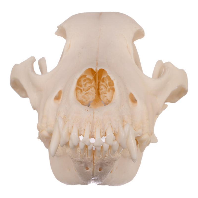 Real Domestic Dog Skull - Alaskan Malamute