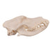 Real Domestic Dog Skull - Alaskan Malamute