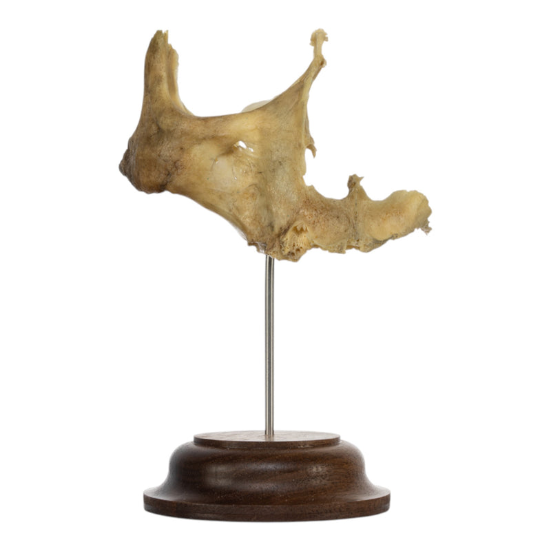 Real Human Partial Skull on Stand