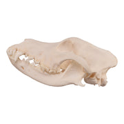 Real Domestic Dog Skull - Alaskan Malamute
