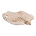 Real Domestic Dog Skull - Alaskan Malamute