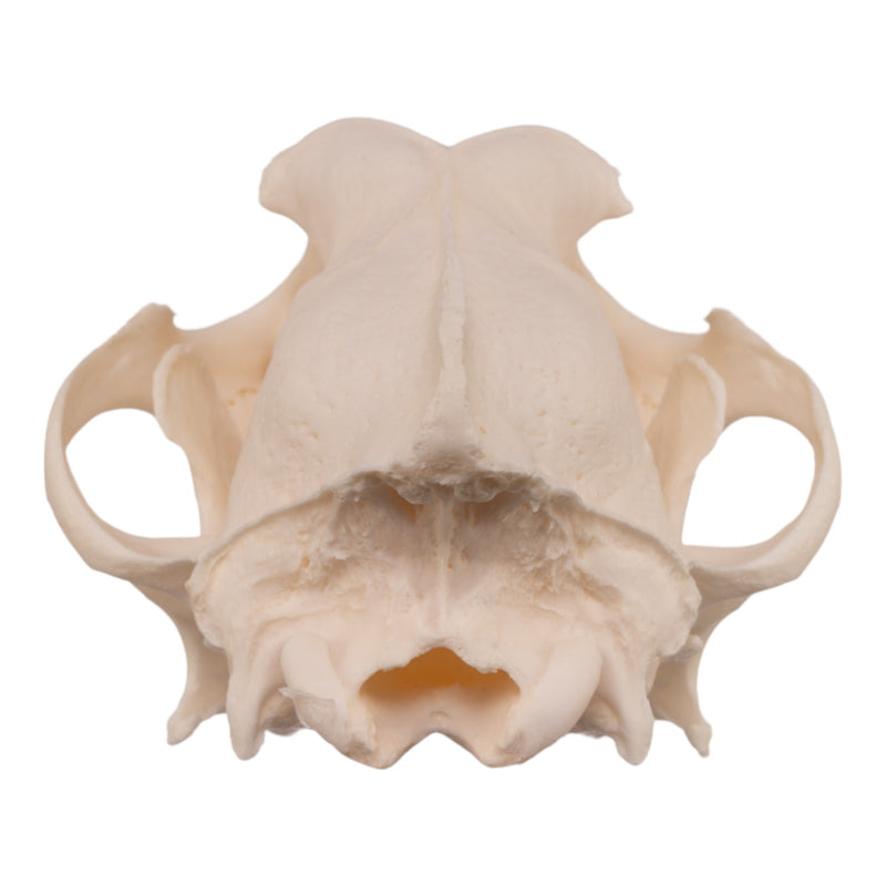 Real Domestic Dog Skull - Alaskan Malamute