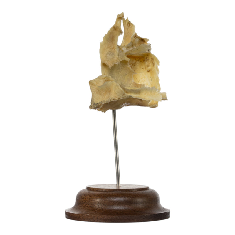 Real Human Partial Skull on Stand