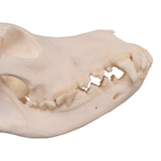 Real Domestic Dog Skull - Alaskan Malamute