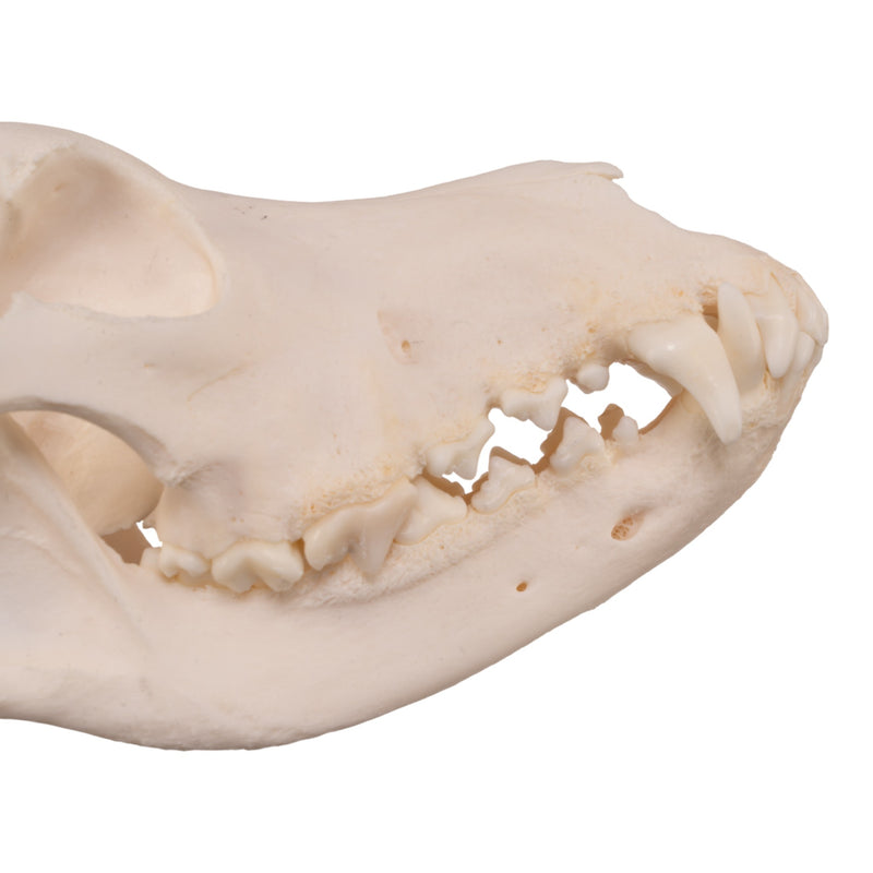 Real Domestic Dog Skull - Alaskan Malamute