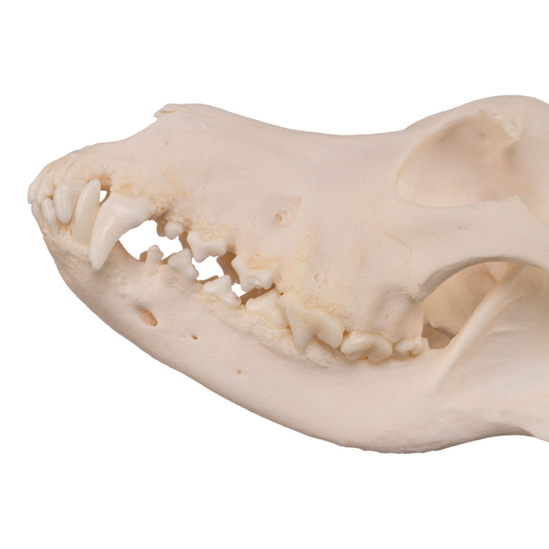 Real Domestic Dog Skull - Alaskan Malamute