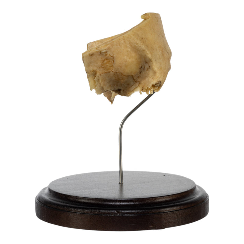 Real Human Partial Frontal Bone on Stand