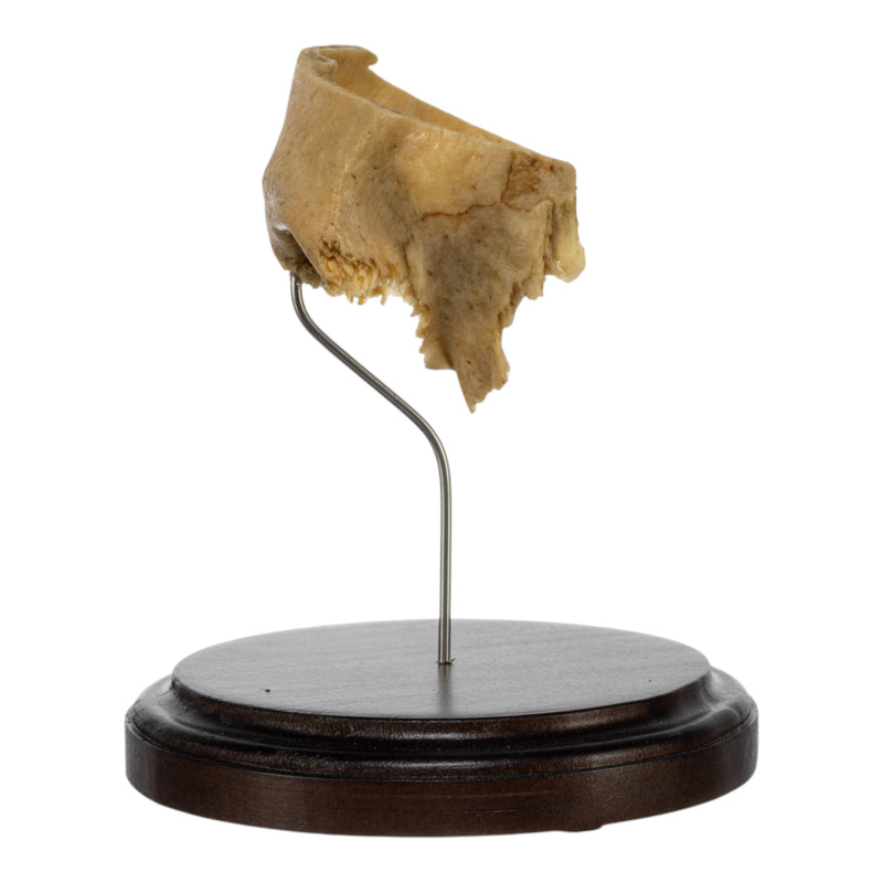 Real Human Partial Frontal Bone on Stand