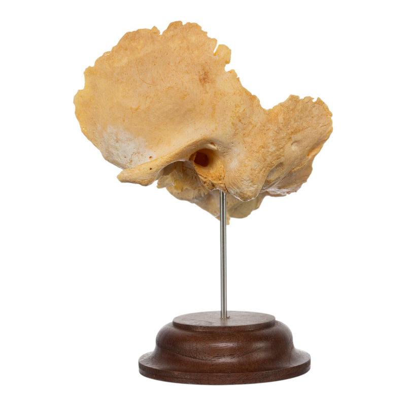 Real Human Temporal Bone on Stand