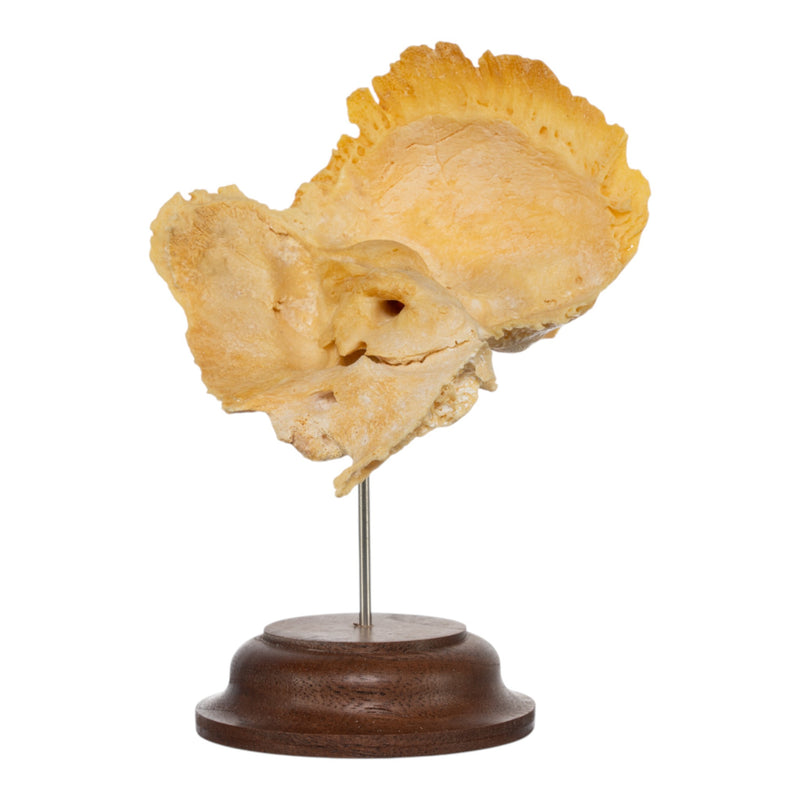 Real Human Temporal Bone on Stand