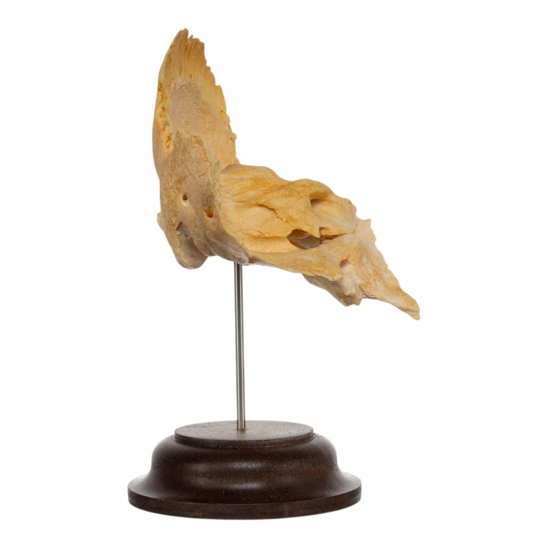 Real Human Temporal Bone on Stand