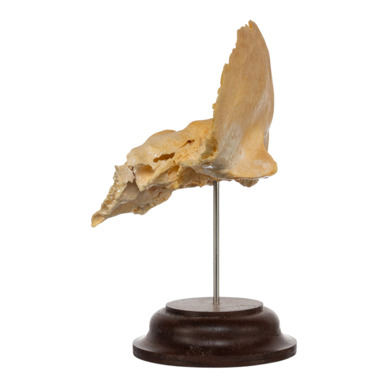 Real Human Temporal Bone on Stand