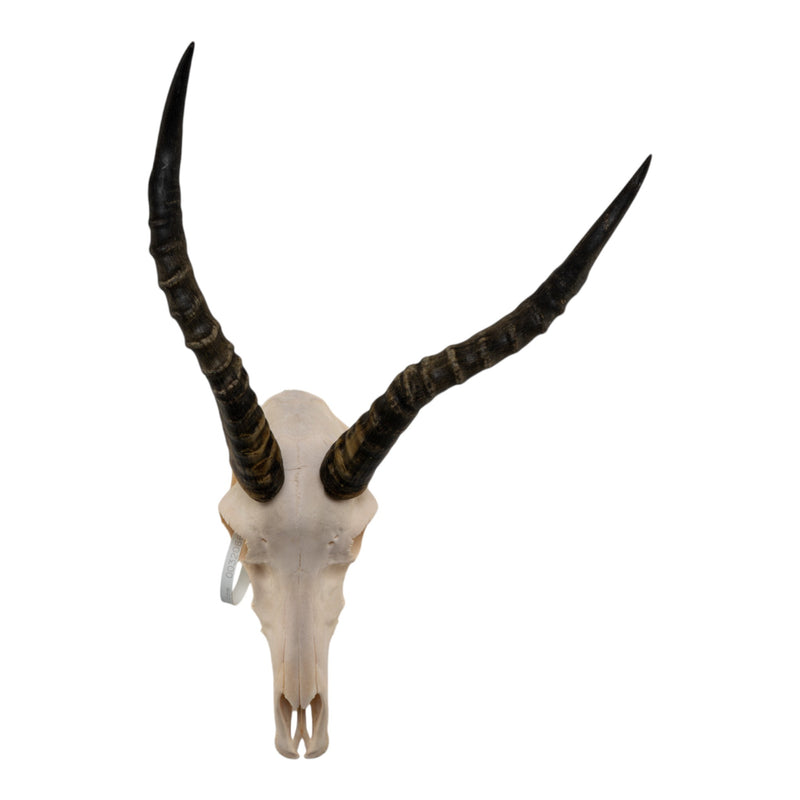 Real Blesbok Skull - Male