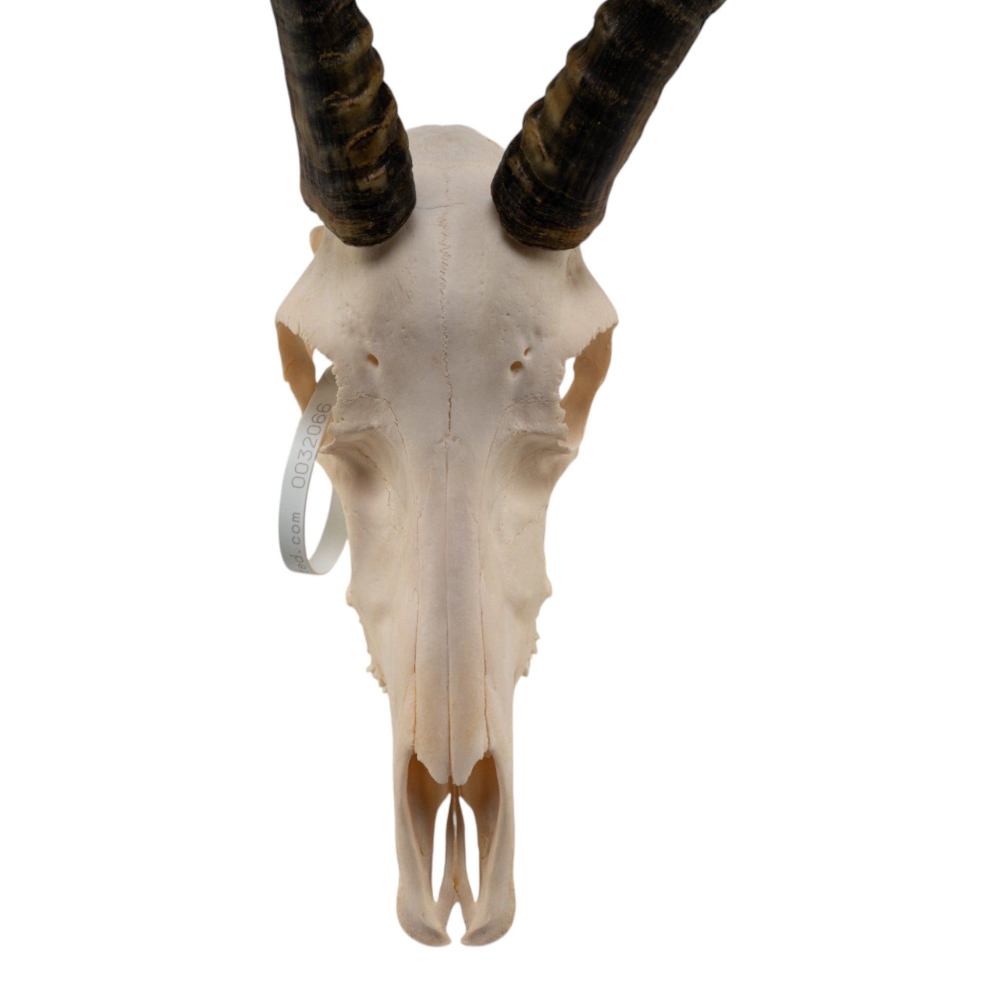 Real Blesbok Skull For Sale — Skulls Unlimited International, Inc.