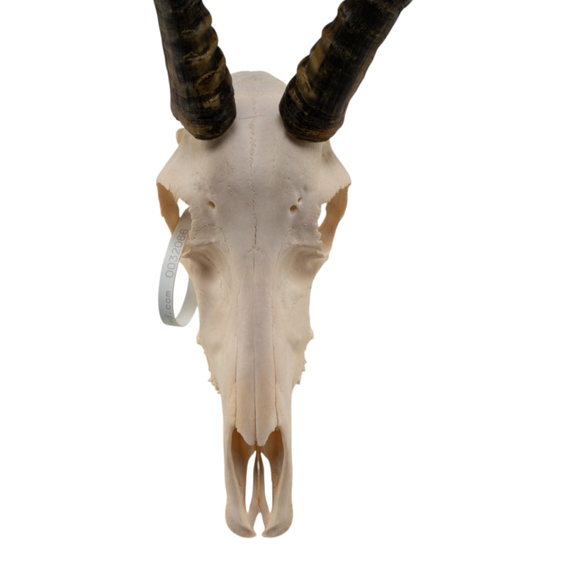 Real Blesbok Skull - Male