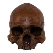 Real Human Skull without Mandible