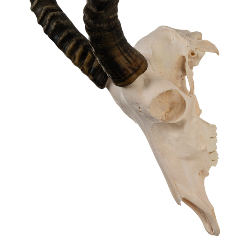 Real Blesbok Skull - Male