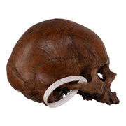 Real Human Skull without Mandible