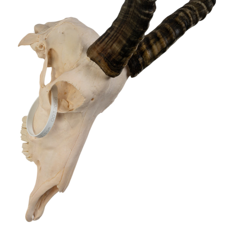 Real Blesbok Skull - Male