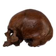 Real Human Skull without Mandible