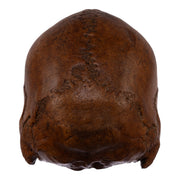 Real Human Skull without Mandible