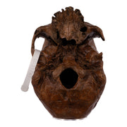 Real Human Skull without Mandible