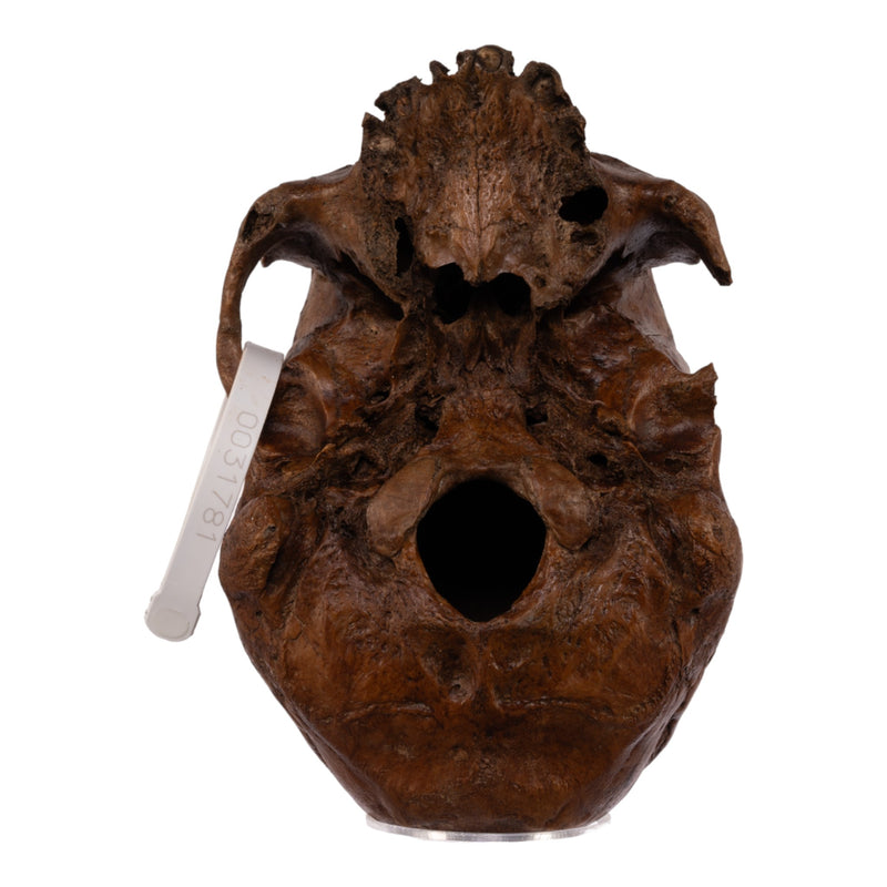 Real Human Skull without Mandible