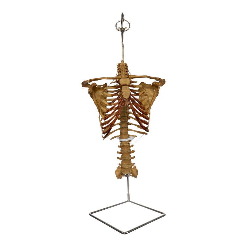 Real Human Torso