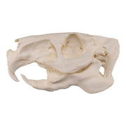 Replica Capybara Skull