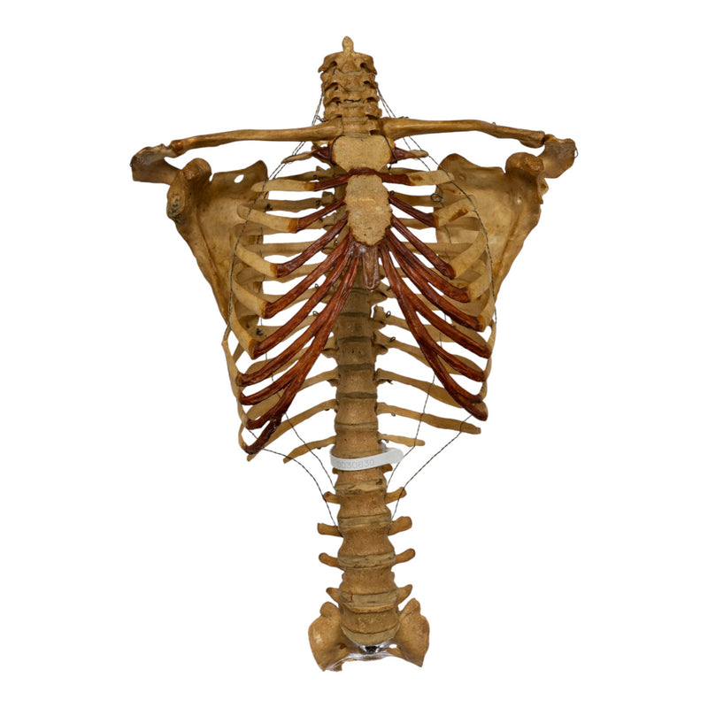 Real Human Torso